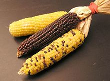 Corn Lobby. L’industrie américaine du maïs à la conquête du monde